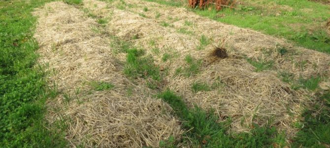 Atelier création de lasagne à compost (jardin)