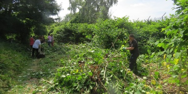 Lutte contre la Renouée du Japon Lutte contre la Renouée du Japon