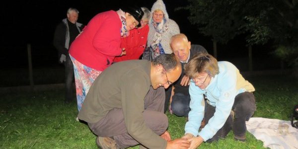 Observation des papillons nocturnes Observation des papillons nocturnes