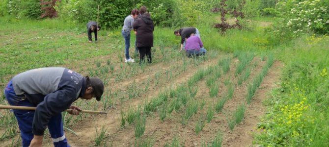 Premiers plants au jardin Premiers plants au jardin