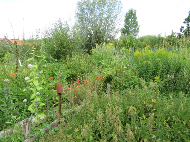 Visite de l’oasis des mauvaises herbes