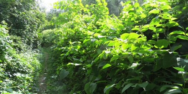 Chantier lutte contre les espèces invasives Chantier lutte contre les espèces invasives